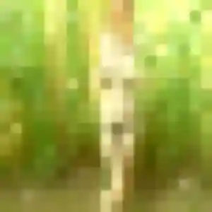 Profil de Francine à Biganos (37 ans) - plan cul anonyme