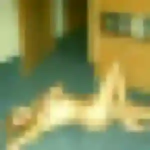 Noura, 44 ans, connectée à Léguevin pour un plan cul