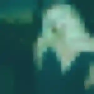 Lou-Anne, fille de 43 ans propose plan cul à Valdallière