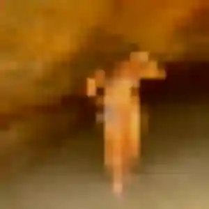 Rencontre Rose-Marie, 37 ans à Wintzenheim gratuitement